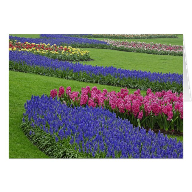 Pattern of Grape Hyacinth, tulips, and (Front Horizontal)