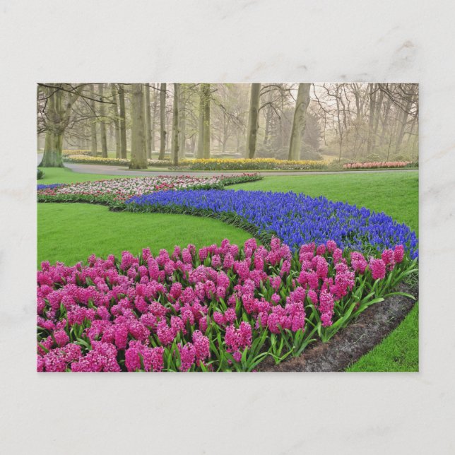 Pattern of Grape Hyacinth, tulips, and 2 Postcard (Front)