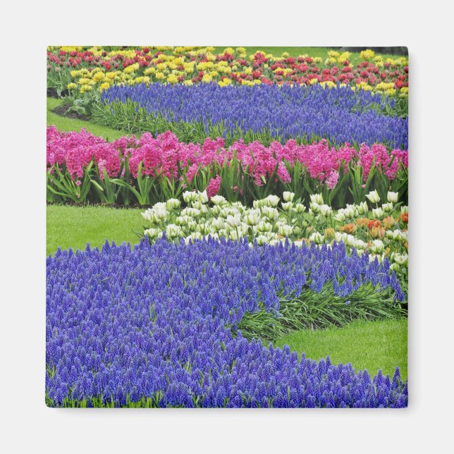 Pattern of Grape Hyacinth, tulips, and 3 Magnet (Front)