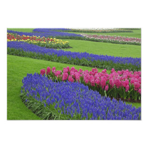 Pattern of Grape Hyacinth, tulips, and Photo Print