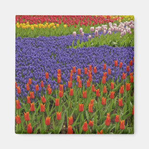 Pattern of tulips and grape hyacinth flowers, 2 magnet