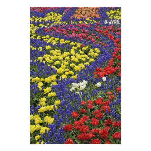 Pattern of tulips and Grape Hyacinth flowers, 2 Photo Print