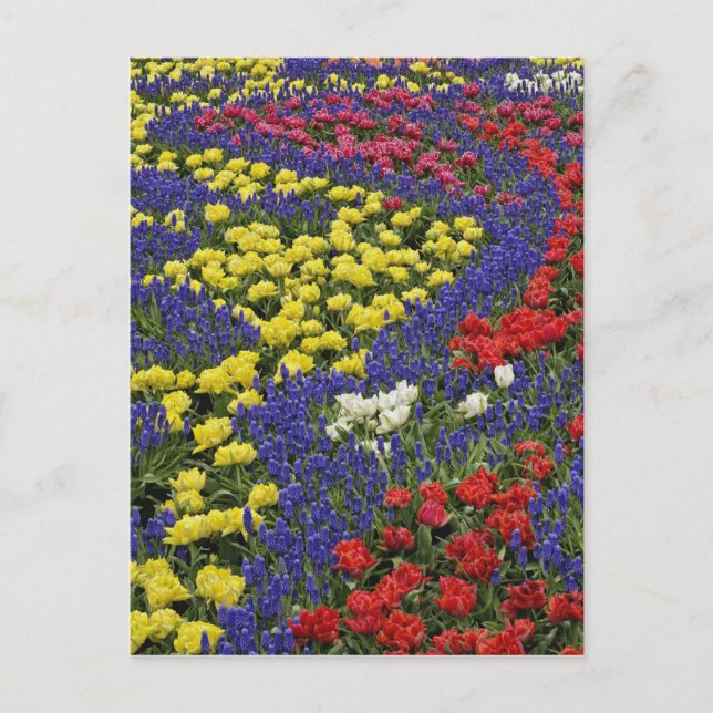Pattern of tulips and Grape Hyacinth flowers, 2 Postcard (Front)