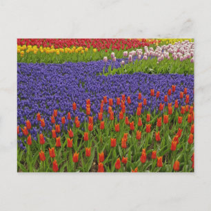 Pattern of tulips and grape hyacinth flowers, 2 postcard