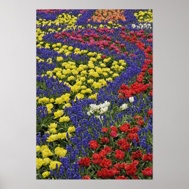 Pattern of tulips and Grape Hyacinth flowers, 2 Poster (Front)