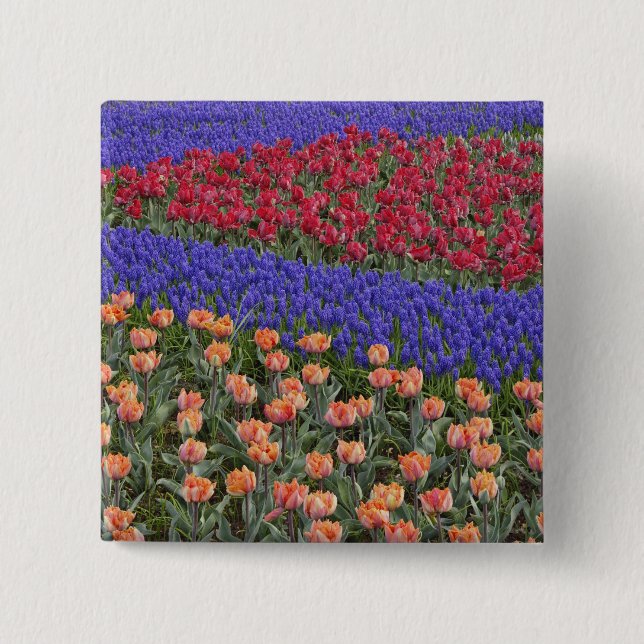 Pattern of tulips and Grape Hyacinth flowers, 3 2 Inch Square Button (Front)