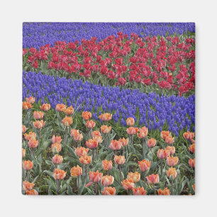 Pattern of tulips and Grape Hyacinth flowers, 3 Magnet
