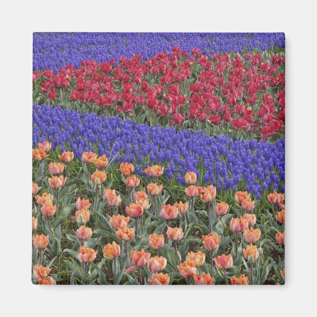 Pattern of tulips and Grape Hyacinth flowers, 3 Magnet (Front)