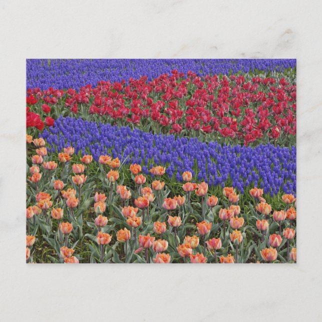 Pattern of tulips and Grape Hyacinth flowers, 3 Postcard (Front)