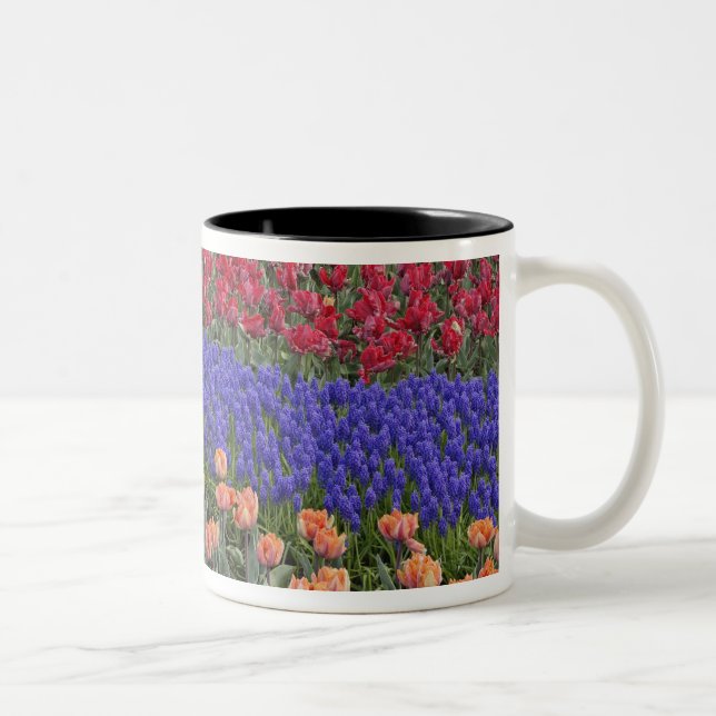 Pattern of tulips and Grape Hyacinth flowers, 3 Two-Tone Coffee Mug (Right)