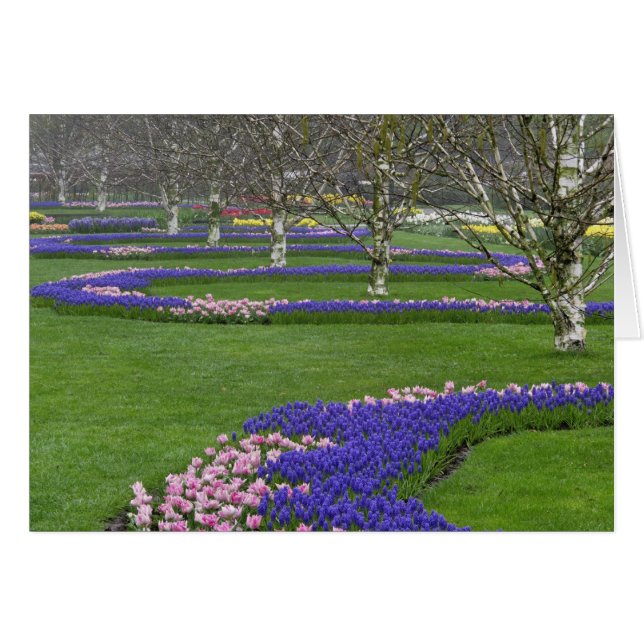 Pattern of tulips and Grape Hyacinth flowers, 4 (Front Horizontal)
