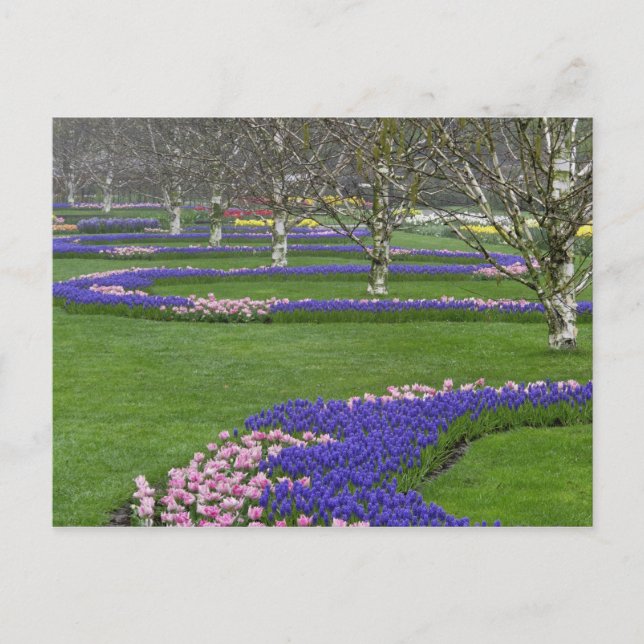 Pattern of tulips and Grape Hyacinth flowers, 4 Postcard (Front)
