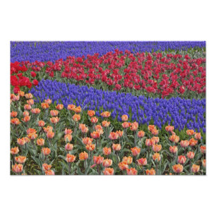 Pattern of tulips and Grape Hyacinth flowers, Photo Print