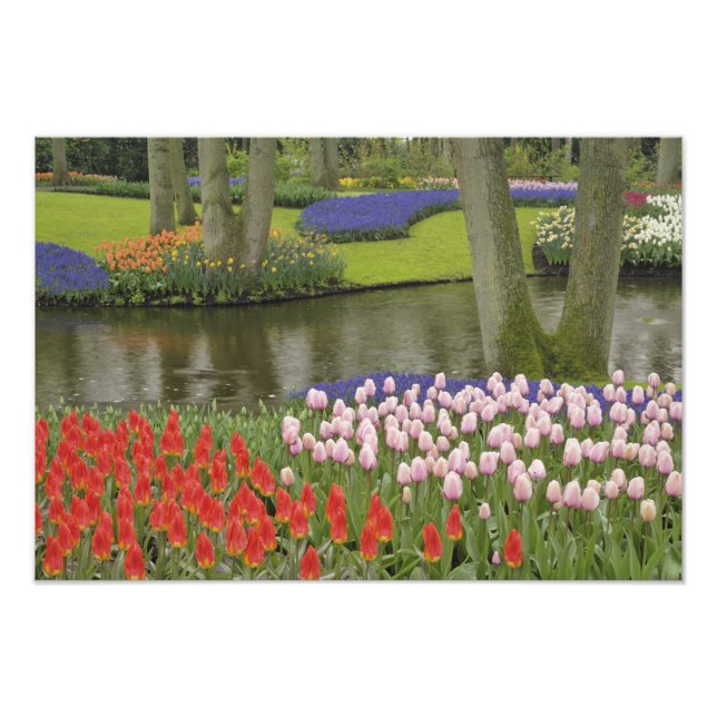 Pattern of tulips and grape hyacinth flowers, photo print (Front)