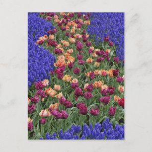 Pattern of tulips and Grape Hyacinth flowers, Postcard