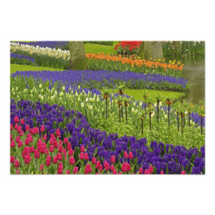 Pattern of tulips hyacinth, and Grape Hyacinth Photo Print