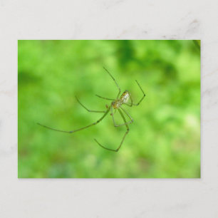 Patterned Orb Weaver Spider Male Postcard