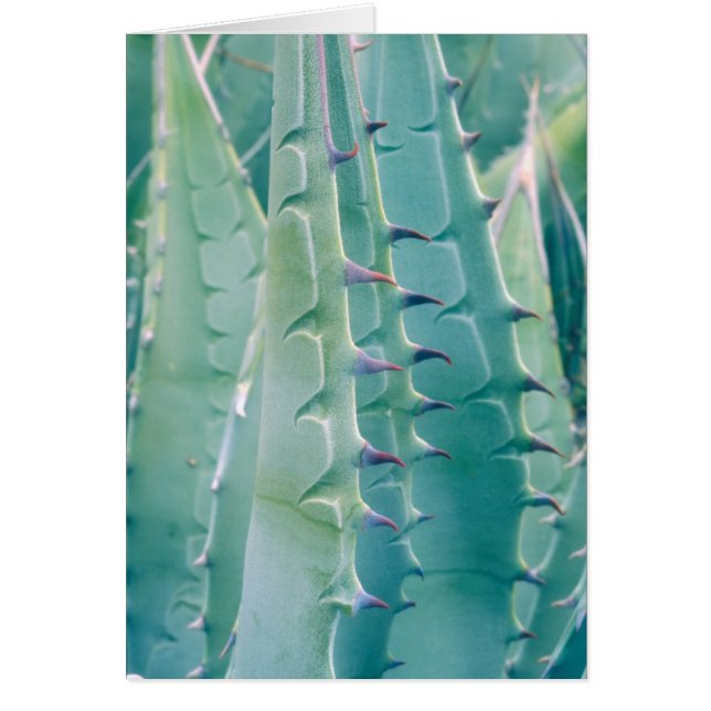 Patterns of an Agave plant (Front)