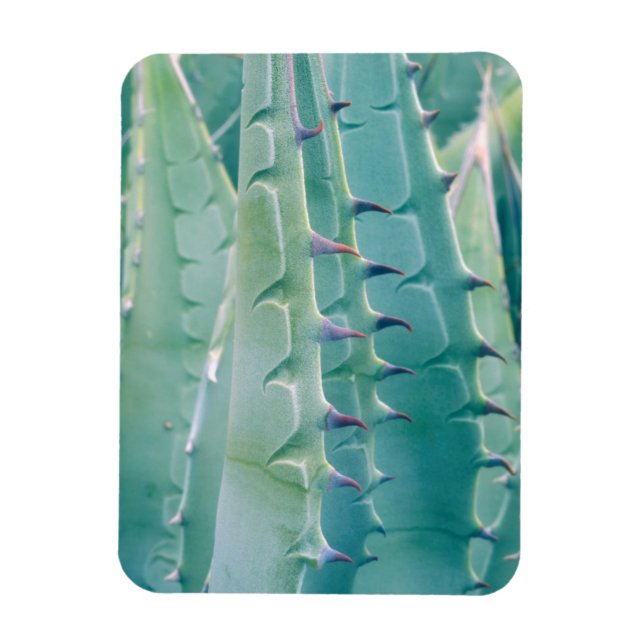 Patterns of an Agave plant Magnet (Vertical)