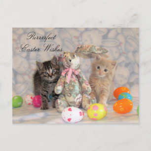 Patton & Buffington Easter Postcard - Cat / Kitten