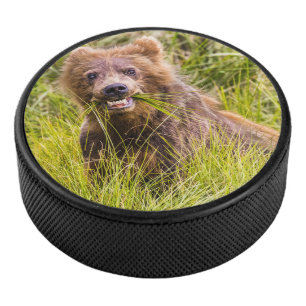 Pâturage des petits grizzlis, Alaska