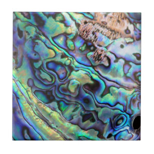Paua abalone shell detail tile