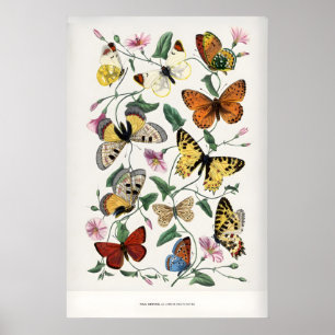 Paul Servais Butterflies Le Jardin des Plantes Poster