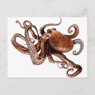 Paul The Octopus Postcard