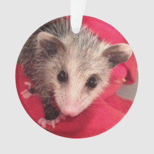 Paulee the Little O'Possum from Southern Indiana Ornament
