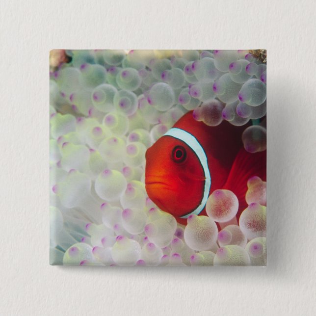 Paupau New Guinea, Great Barrier Reef, 2 Inch Square Button (Front)