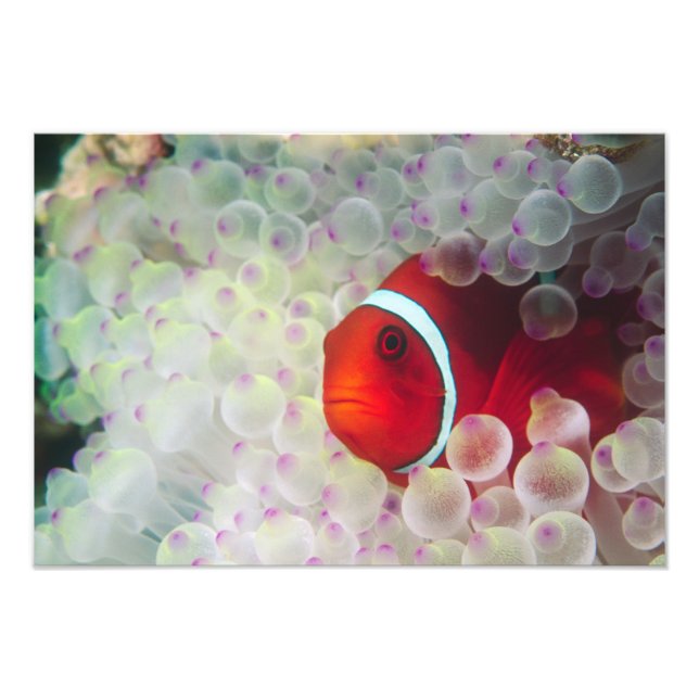 Paupau New Guinea, Great Barrier Reef, Photo Print (Front)