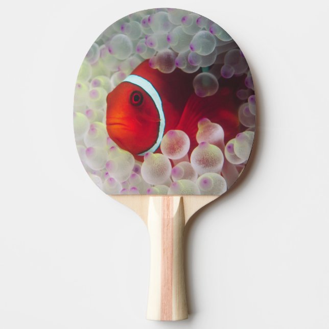Paupau New Guinea, Great Barrier Reef, Ping Pong Paddle (Front)