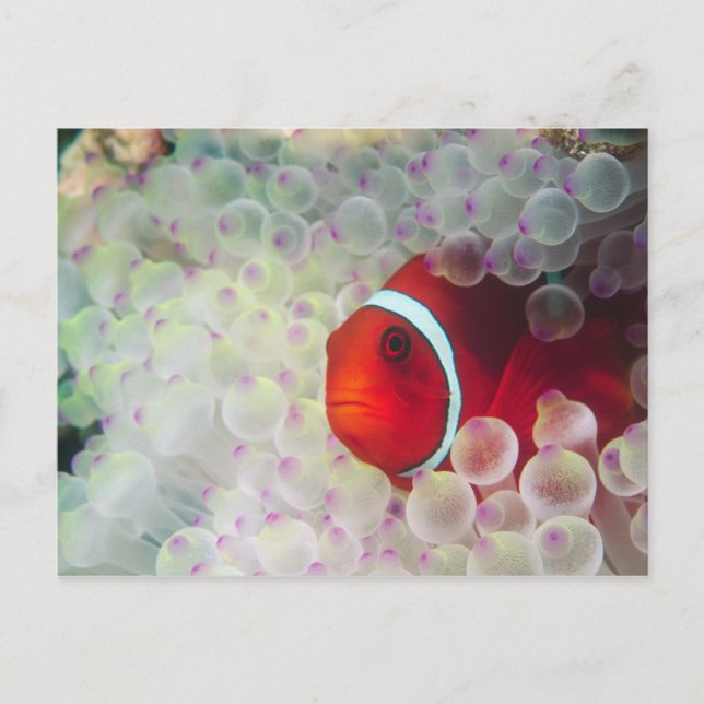 Paupau New Guinea, Great Barrier Reef, Postcard (Front)