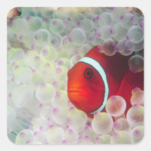 Paupau New Guinea, Great Barrier Reef, Square Sticker