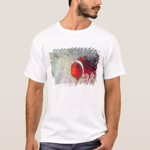 Paupau New Guinea, Great Barrier Reef, T-Shirt