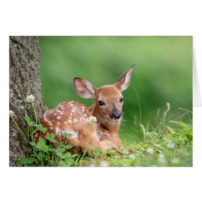 Pauvreté adorable posée sous un arbre (Devant horizontal)