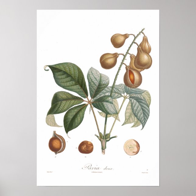 Pavia, red buckeye poster (Front)