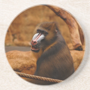 Pavian/Baboon Coaster