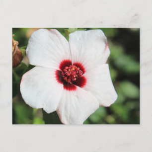 Pavonia Hastata # 2 Postcard