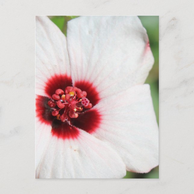 Pavonia Hastata # 3 Postcard (Front)