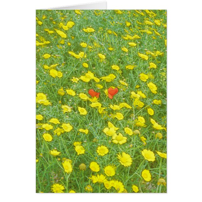 Pavot aquarelle (Devant)