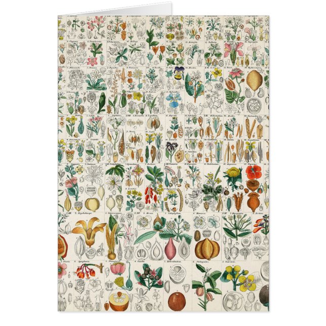 Pavot, classifications de plante violettes (Devant)