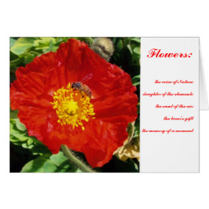Pavot de poésie de nature