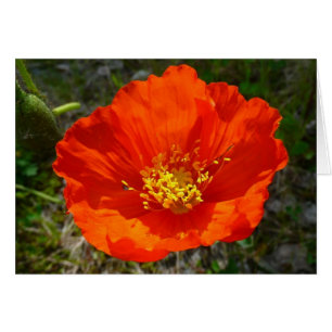 Pavot rouge de l'Alaska Fleur colorée