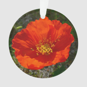 Pavot rouge de l'Alaska Fleur colorée