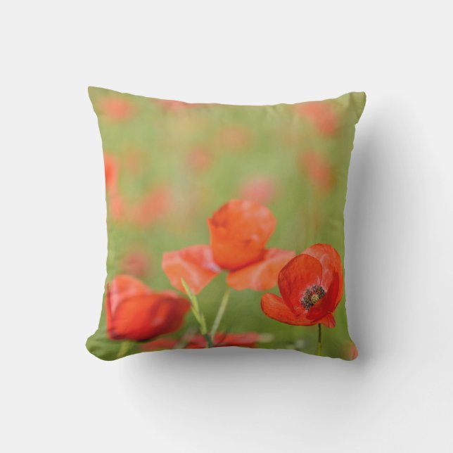 Pavots dans un coussin extérieur de champ de pavot (Recto)