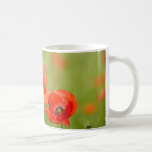 Pavots dans une tasse de champ de pavot