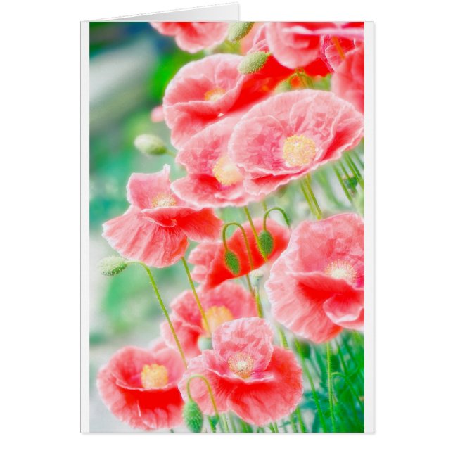 Pavots rouges (Devant)