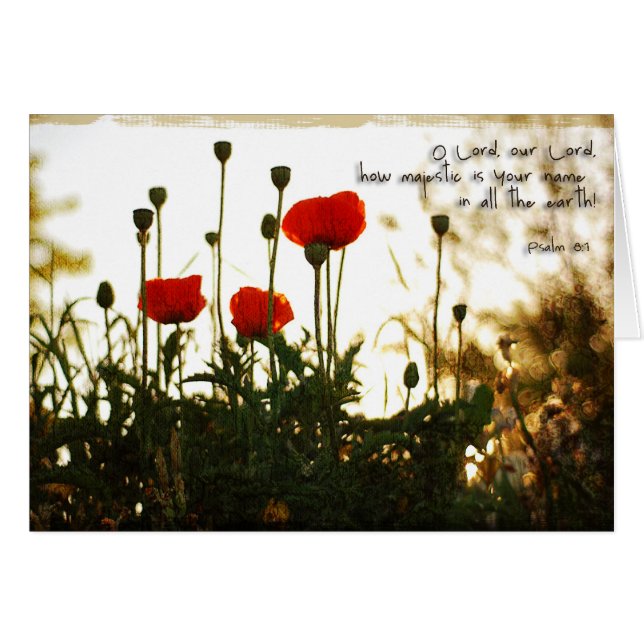 Pavots rouges au coucher du soleil (Devant horizontal)