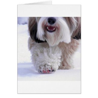 Paw À Neige Tibétain Fluffy Cute